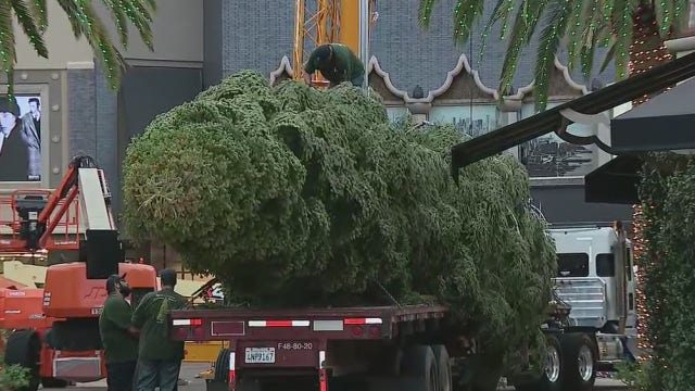 A taste of winter: Citadel Christmas tree arrives from Mount Shasta