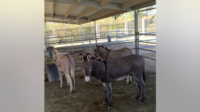 Equine influenza outbreak reported in Riverside County