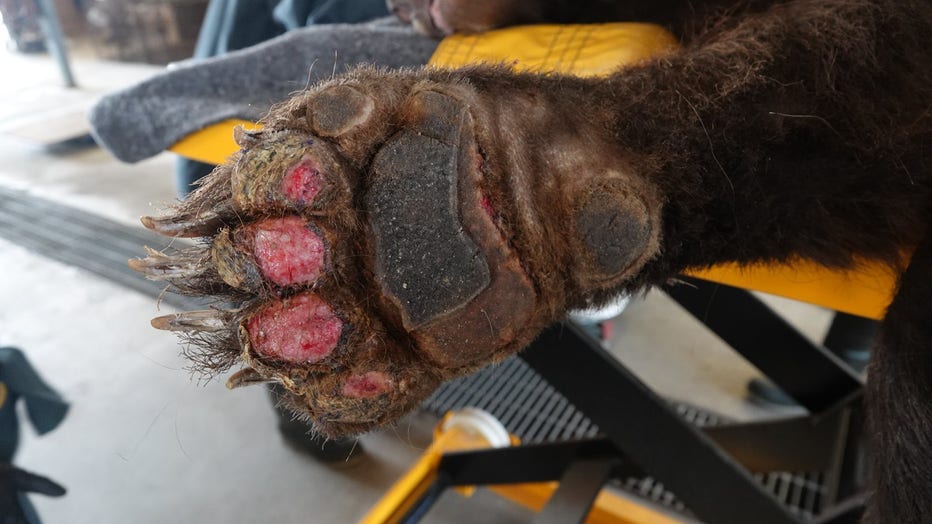 bear-burn-2.jpg