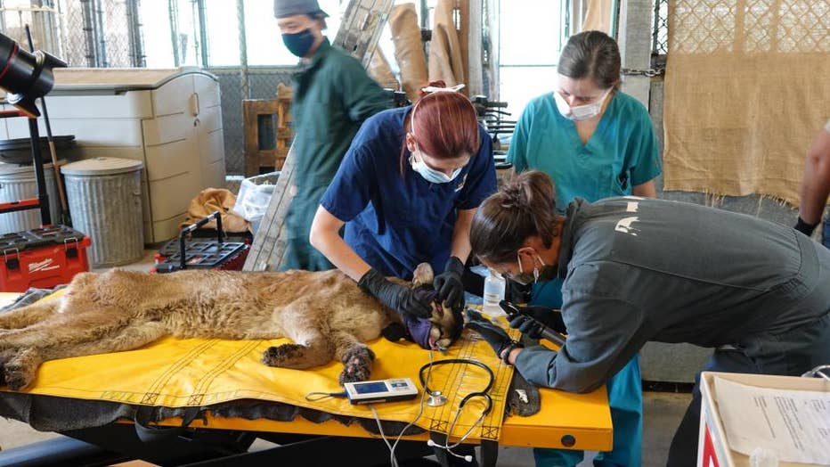 uc_davis_jamie_peyton_examines_mtn_lion_from_2020bobcatfire_c_cdfw.jpeg.jpg