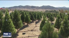 Christmas tree boom brings joy amid pandemic
