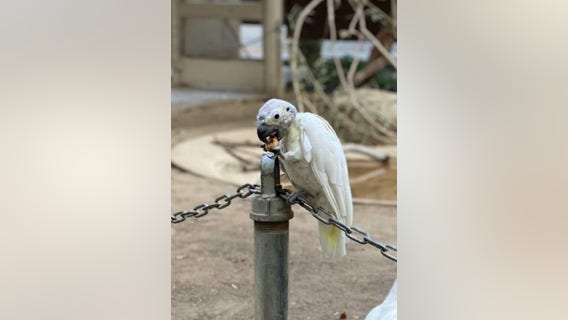 Security footage: Pair of aging birds stolen from California zoo