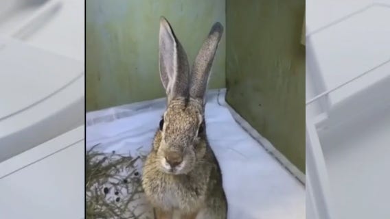 California Wildlife Center offering to collect plywood from businesses