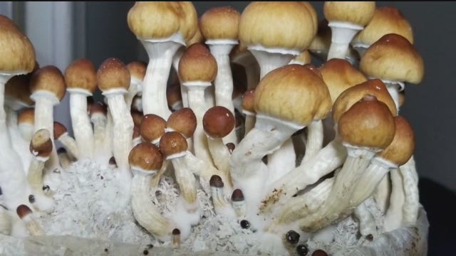 A lunch host is accused of killing her ex-husband’s parents and aunt with poisonous mushrooms