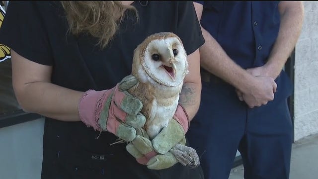Barn owl recovering after being rescued by OC firefighters during Silverado Fire
