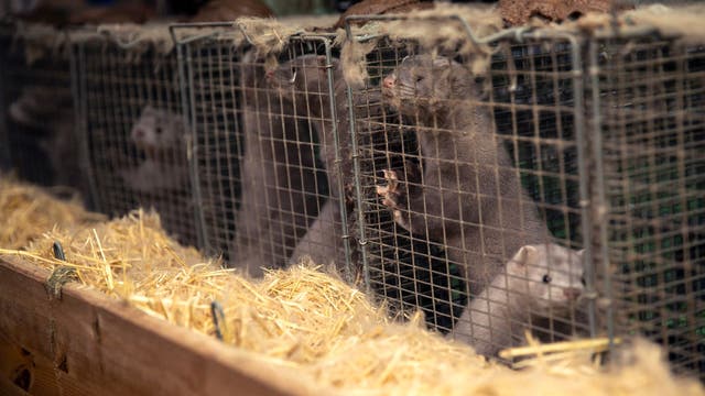 Mutated variation of coronavirus among minks spreads to humans in Denmark