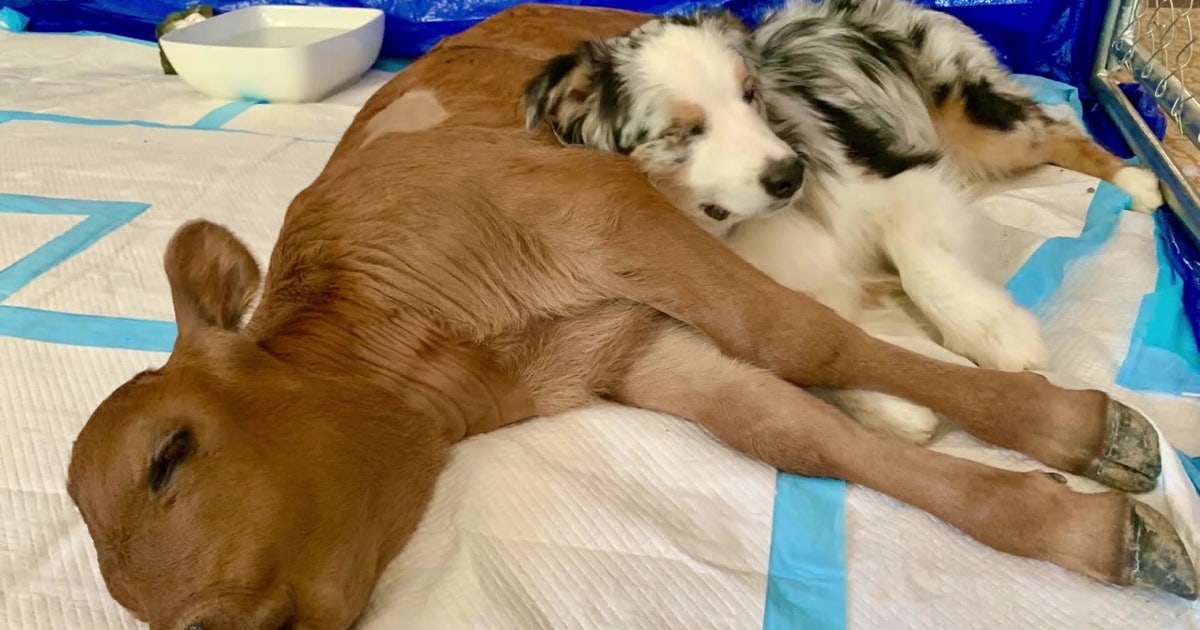 Calf saved from slaughterhouse, family dog become bonded pair during ...