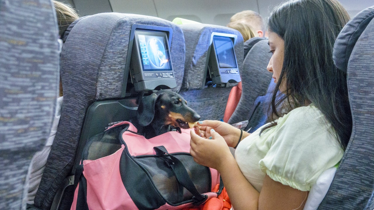 Support animals on store airplanes