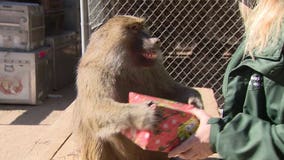 Animal sanctuary in Agua Dulce in desperate need for financial help