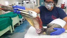 Reward offered in cases of slashed California pelicans