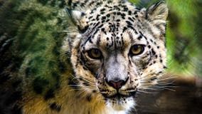 Snow leopard at Louisville Zoo tests positive for coronavirus; test results pending for 2 others