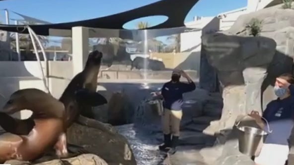 Long Beach Aquarium of the Pacific providing online activities amid pandemic & asking for donations