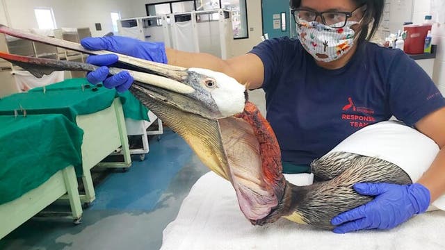 Reward offered in cases of slashed California pelicans