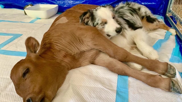 Calf saved from slaughterhouse, family dog become bonded pair during pandemic