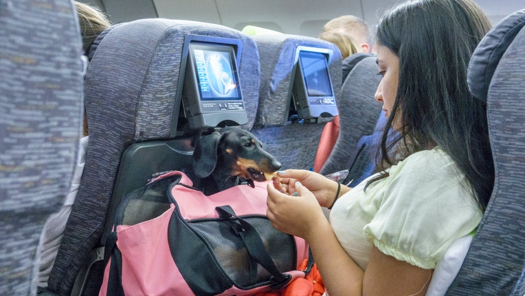 Service animals on shops flights