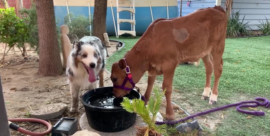 calf-dog-the-gentle-barn-1.jpg?ve=1&tl=1