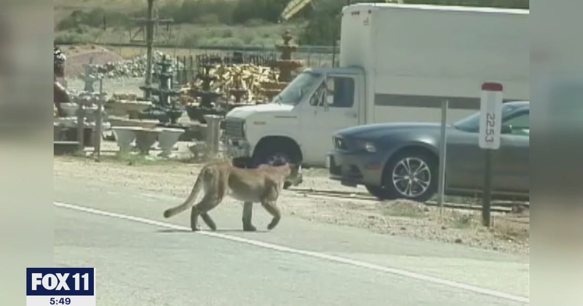 Family shocked after mountain lion kills 17 goats on their Acton farm ...