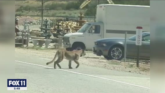 Family shocked after mountain lion kills 17 goats on their Acton farm