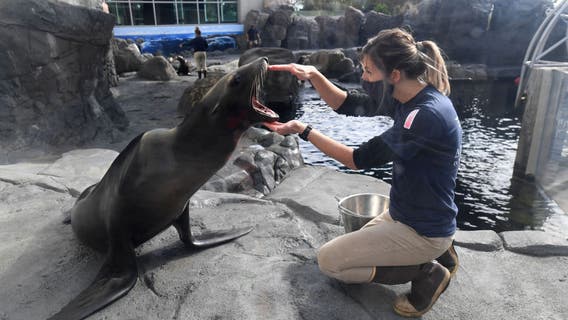 Aquarium of the Pacific reopens outdoor exhibits to the public