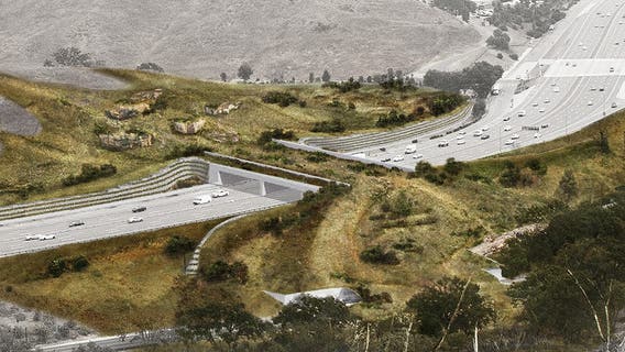Campaign to build crossing bridge for wildlife to get across 101 Freeway safely raises $18 millions