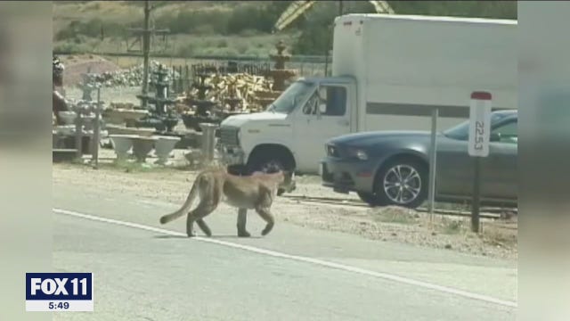 Family shocked after mountain lion kills 17 goats on their Acton farm