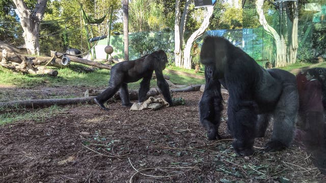 Several gorillas at San Diego Zoo test positive for COVID-19: officials