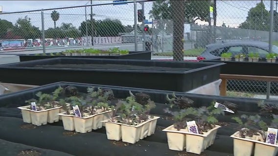 Veterans team up to create new lot for urban farmers in Long Beach
