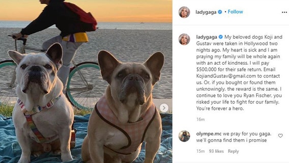 'My heart is sick': Lady Gaga pleads for the safe return of her French bulldogs; offers $500K reward