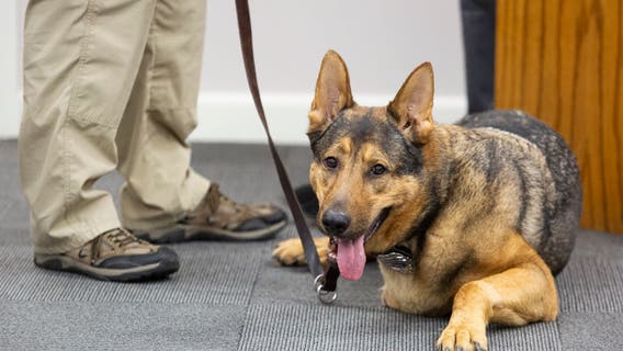 Scientists: Dogs can detect most lethal forms of prostate cancer