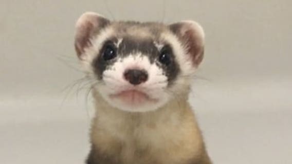 First clone of US endangered species announced