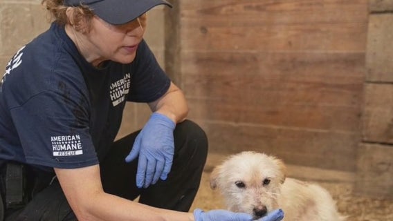 Struggling animal shelters receive help from national 'Feed the Hungry' campaign