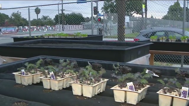 Veterans team up to create new lot for urban farmers in Long Beach