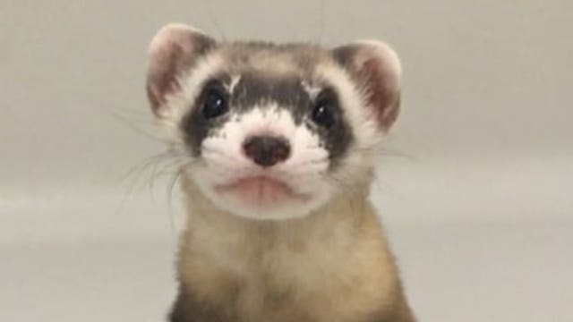 First clone of US endangered species announced