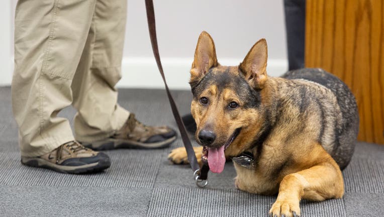 LA Dodgers Help Dog with Cancer