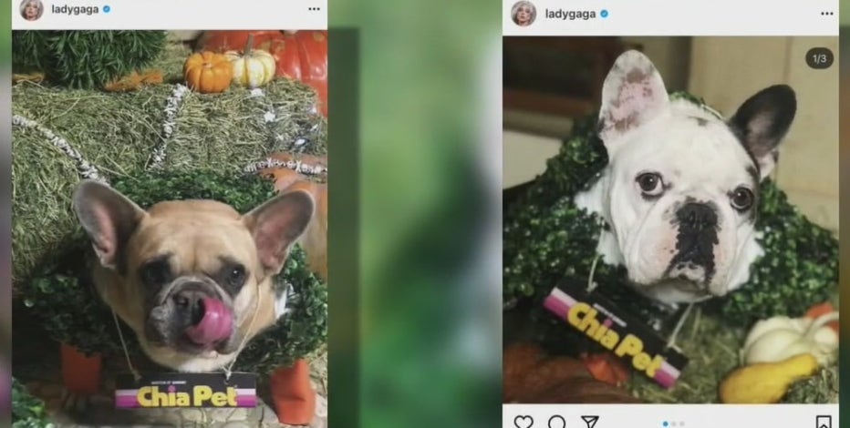 Lady Gaga shows off French bulldogs on custom Louis Vuitton