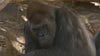 Great apes at San Diego Zoo receive COVID-19 vaccine