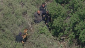 K9 officer apprehends pursuit suspect hiding in bushes in San Antonio Heights area