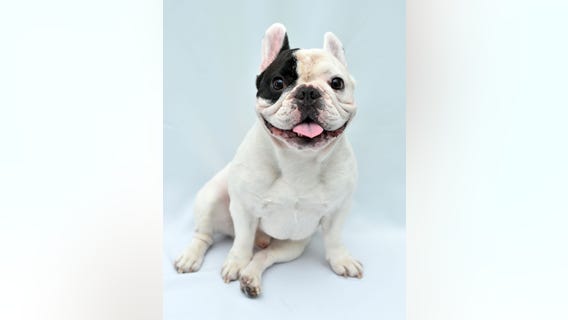 LA's most popular dog breed? The French bulldog