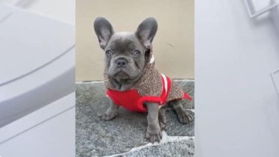 Bulldog puppy stolen at gunpoint in North Hollywood returned to owner
