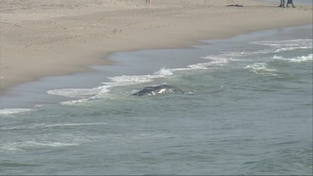 Beached whale at Dockweiler State Beach dies