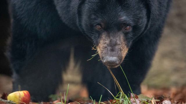 Mysterious disease killing young bears in the Sierra Nevada