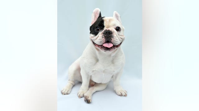 LA's most popular dog breed? The French bulldog
