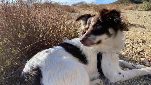 Pet owners warned to beware of animal thieves amid greater demand