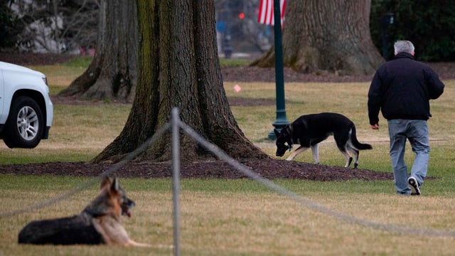 FILE IMAGE - First dogs Champ and Major Biden are seen on the South Lawn of the White House in Washington, D.C