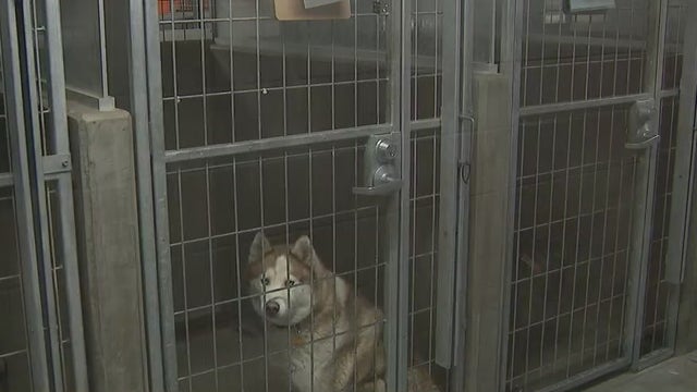 Los Angeles becomes no kill city for animal shelters for first time