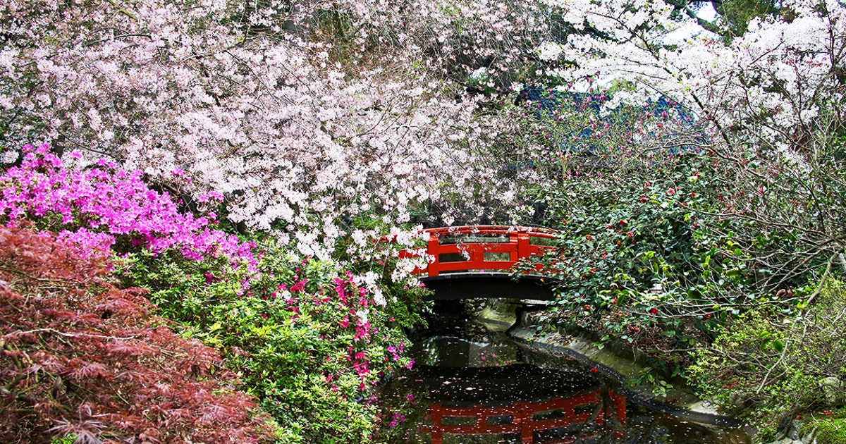 Cherry Blossoms in peak bloom at Descanso Gardens | FOX 11 Los Angeles