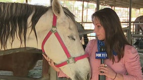 'They didn't deserve this': Horses injured in Ontario blast on road to recovery