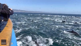 ‘Super pod’ of dolphins dazzles boaters off California coast
