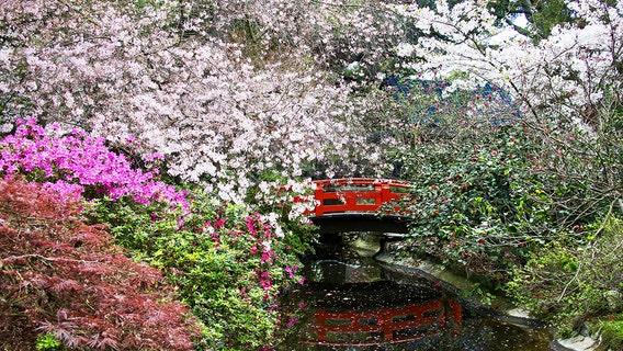 This week is the best time to see cherry blossoms at Descanso Gardens