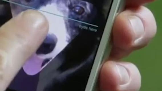 Los Angeles Dept. of Animal Services joins 'Petco's Love Lost' facial recognition database